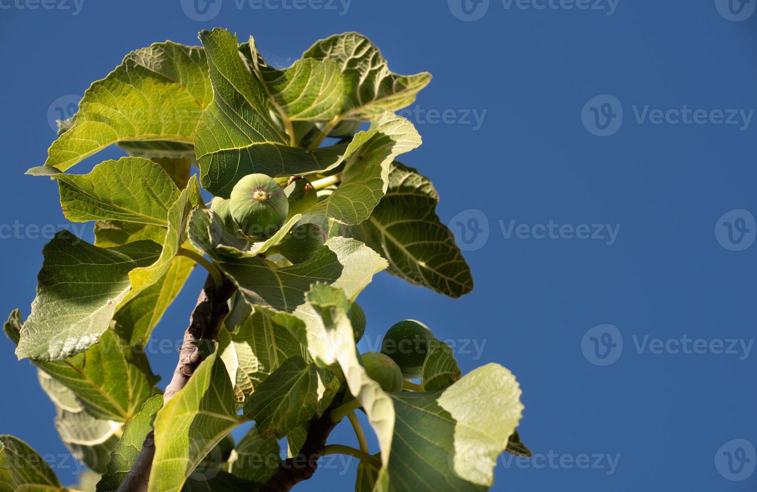 The branch of a fig tree against a blue sky. Green figs grow on it. photo
