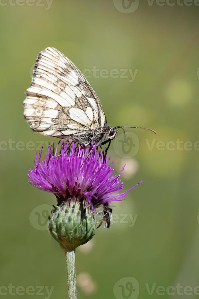 Close-up of a Marbled White  sitting on a purple flower in nature. The background is bright. The picture is in portrait format. photo