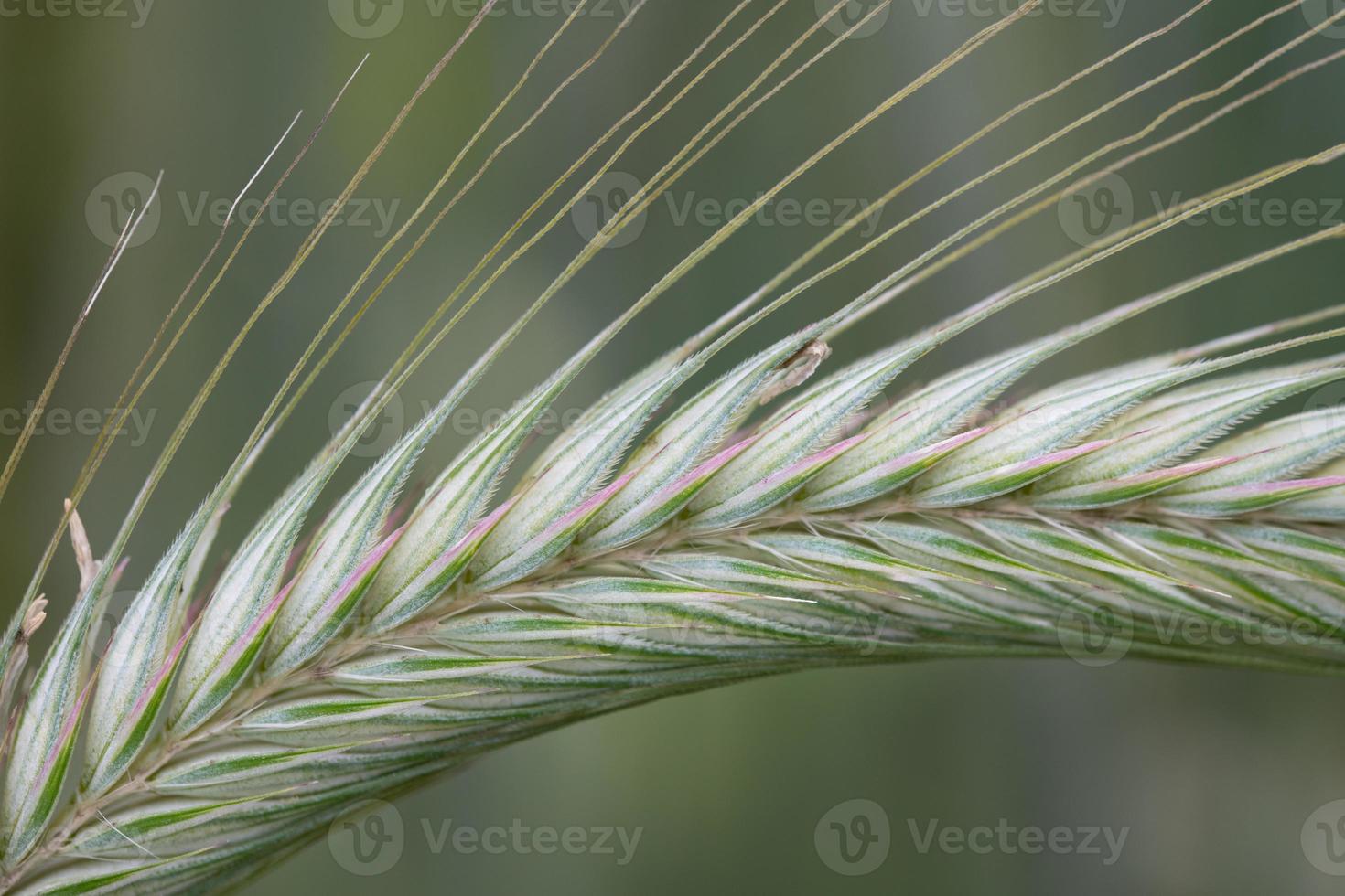 Close-up and detail shot of a bright green ear of rye, against a green background in nature photo