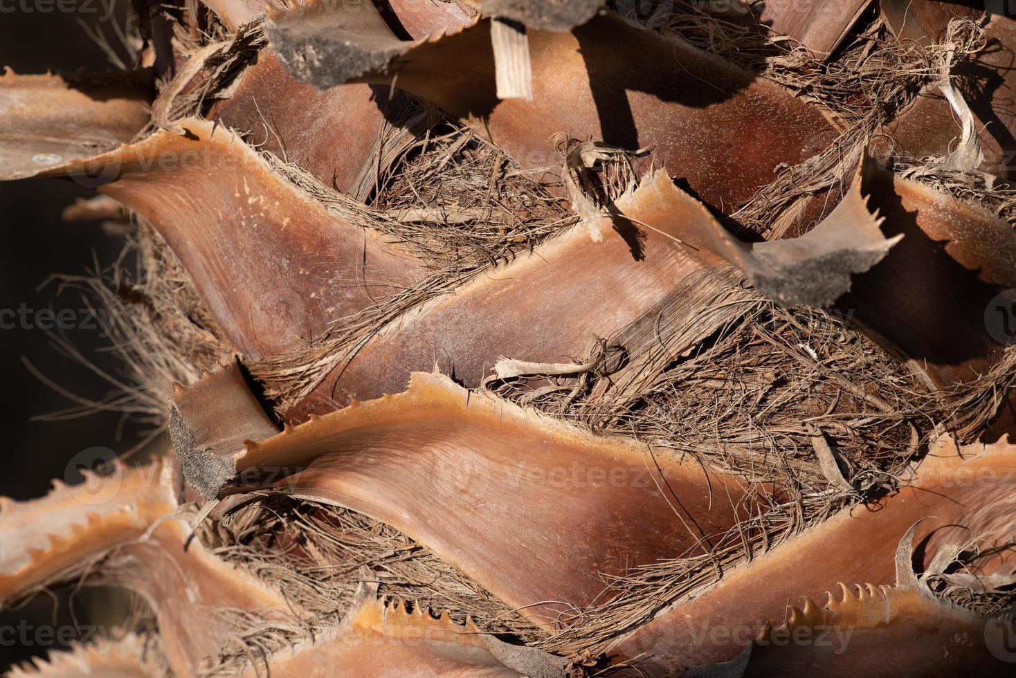Close up and detail shot of the trunk of a palm tree which is brown. You can clearly see the individual fibers forming a background. photo