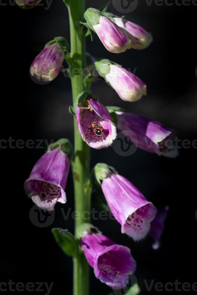 Detail shot of a red Digitalis plant  with closed and open flowers. A small squirrel beetle is crawling in a flower. photo