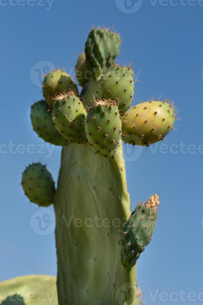 Close-up of a prickly pear, with lots of fruit on it, against a blue background photo