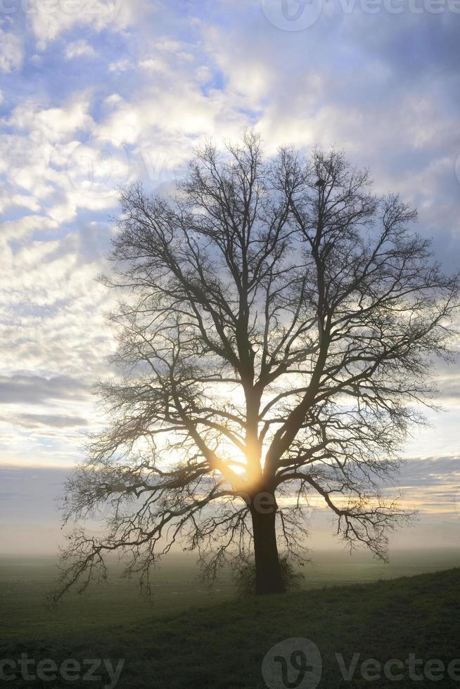 In autumn a bare oak stands in portrait format in front of a wide landscape from which fog rises, at dawn at sunrise photo