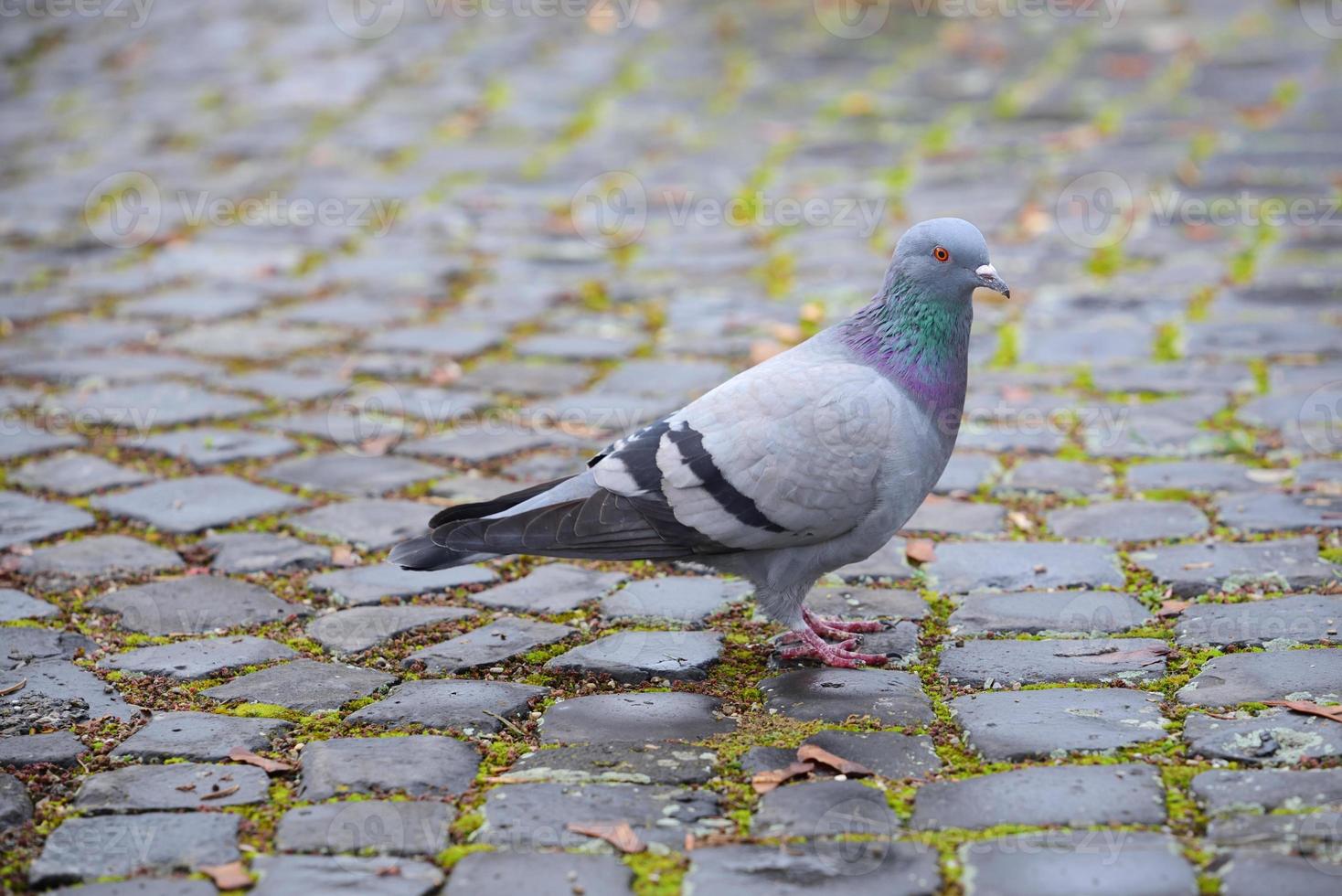 A gray pigeon runs in the city on cobblestones, with space for text photo