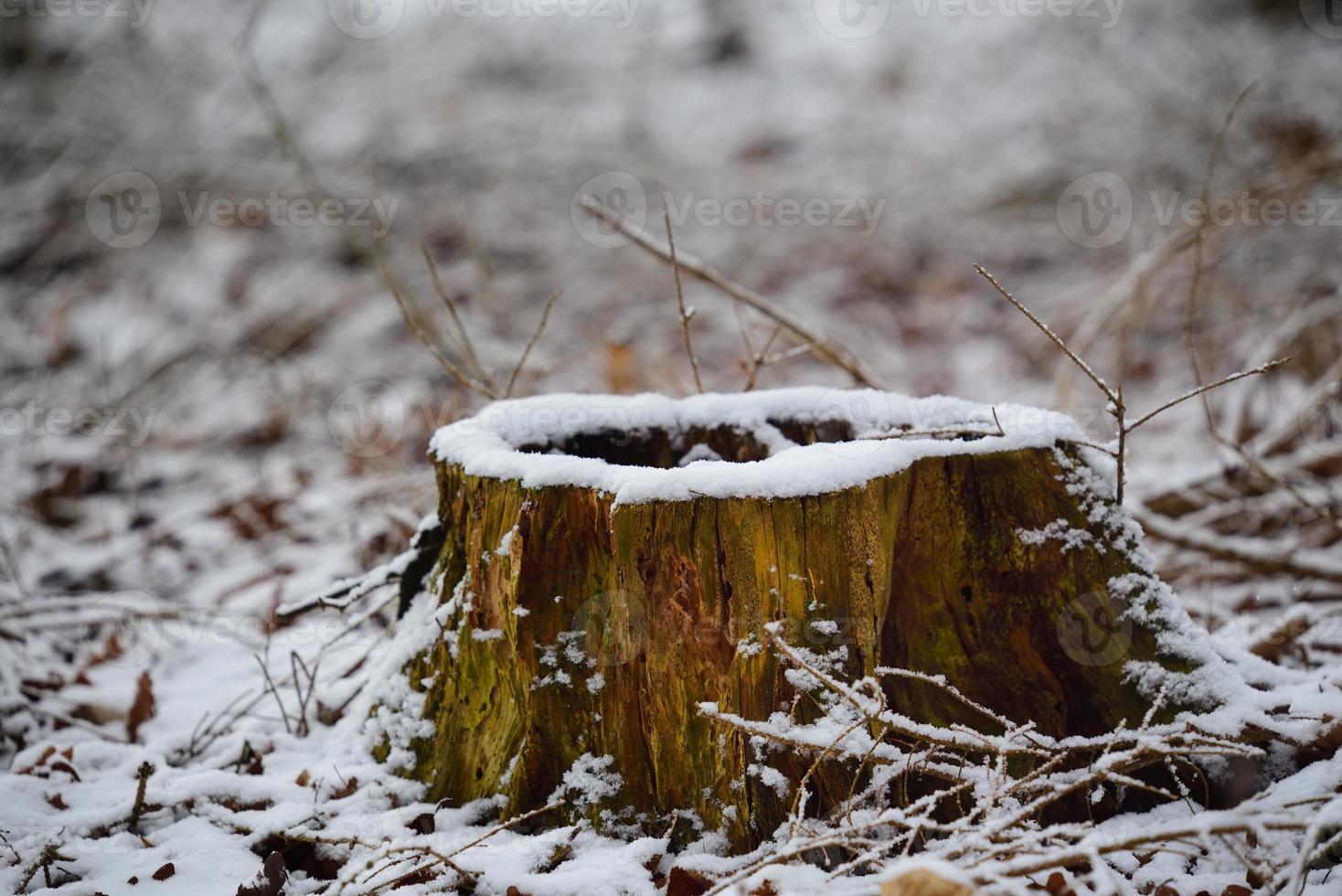 Close up of a rotten old and weathered tree stump covered with snow in winter photo