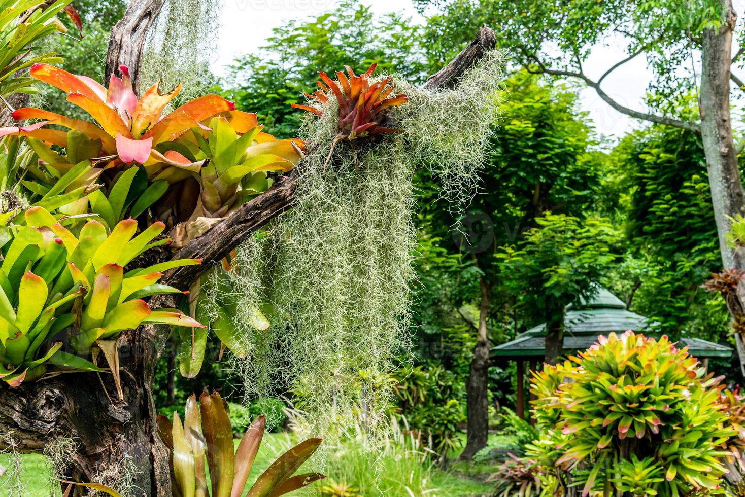 Spanish moss on tree in the garden photo