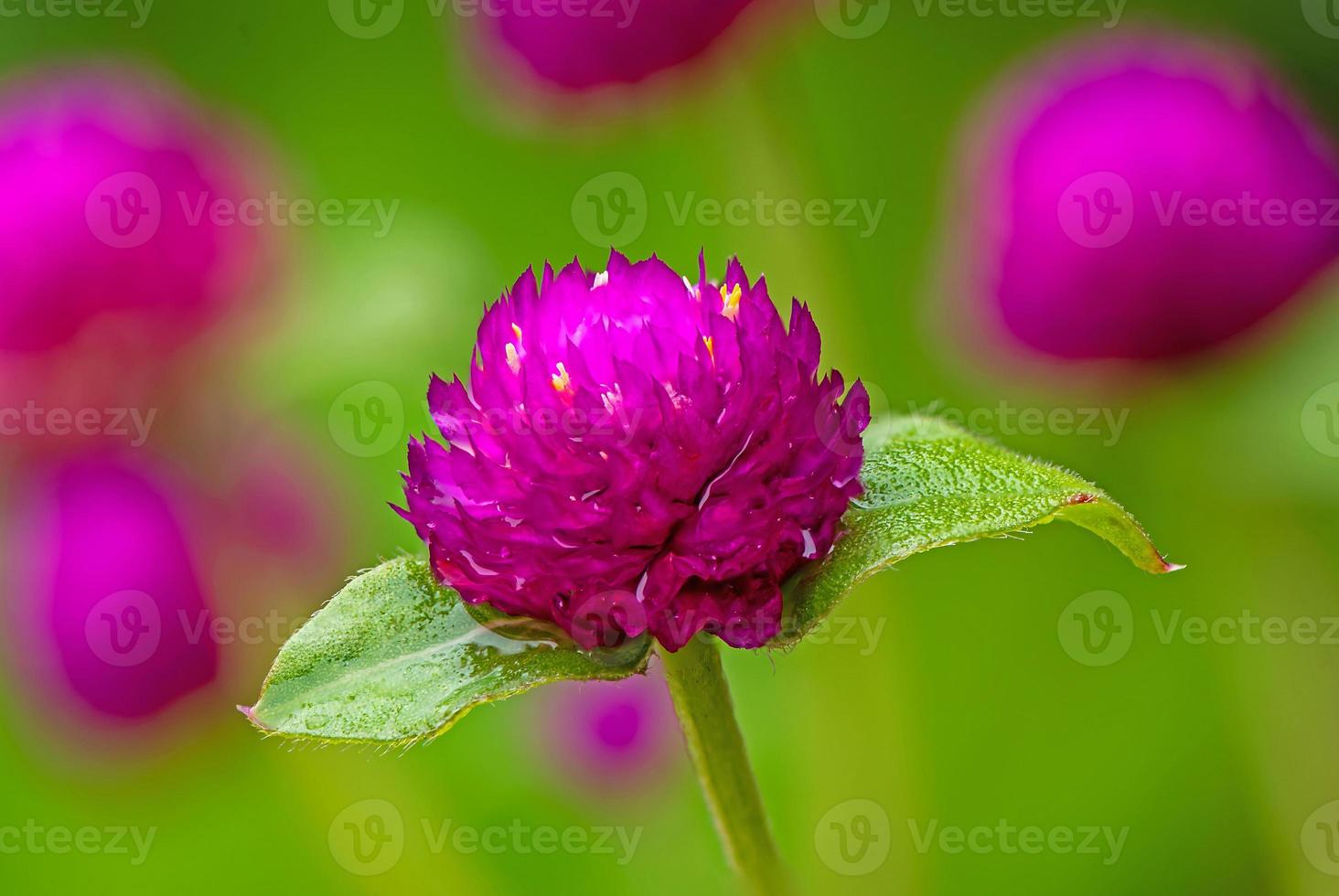 Globe amaranth or Gomphrena globosa, Globe Amaranth, Bachelor Button in the garden photo