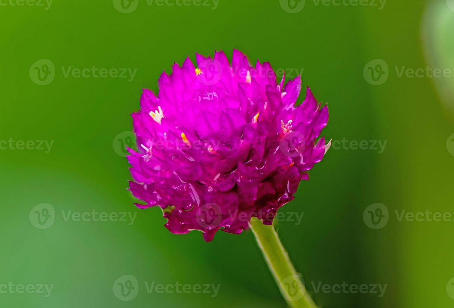 Globe amaranth or Gomphrena globosa, Globe Amaranth, Bachelor Button in the garden green background photo