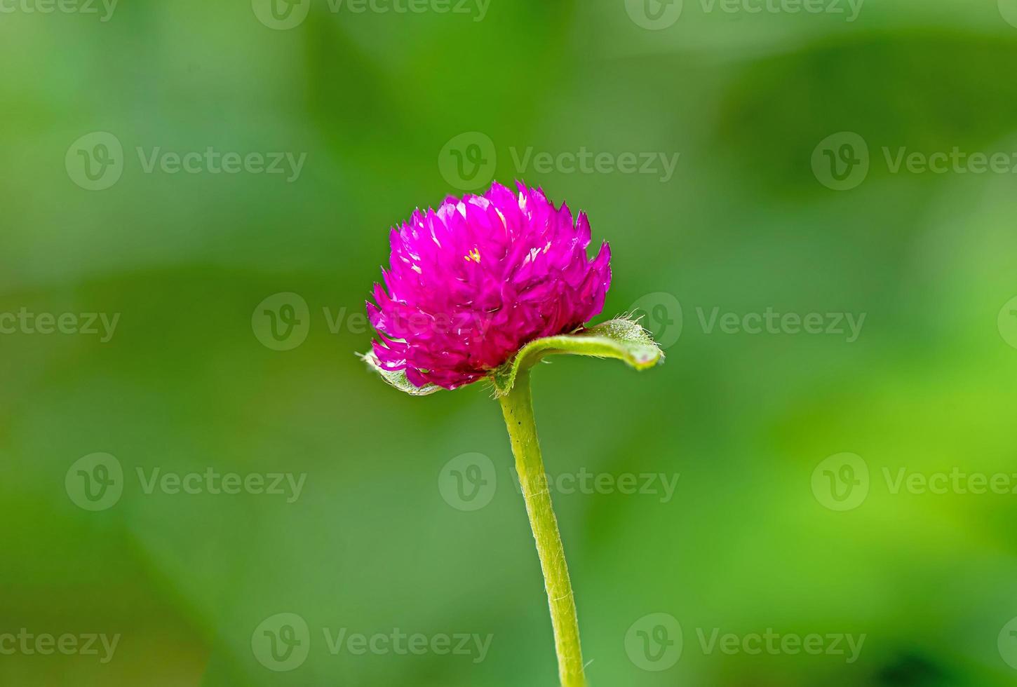 Globe amaranth or Gomphrena globosa, Globe Amaranth, Bachelor Button in the garden photo