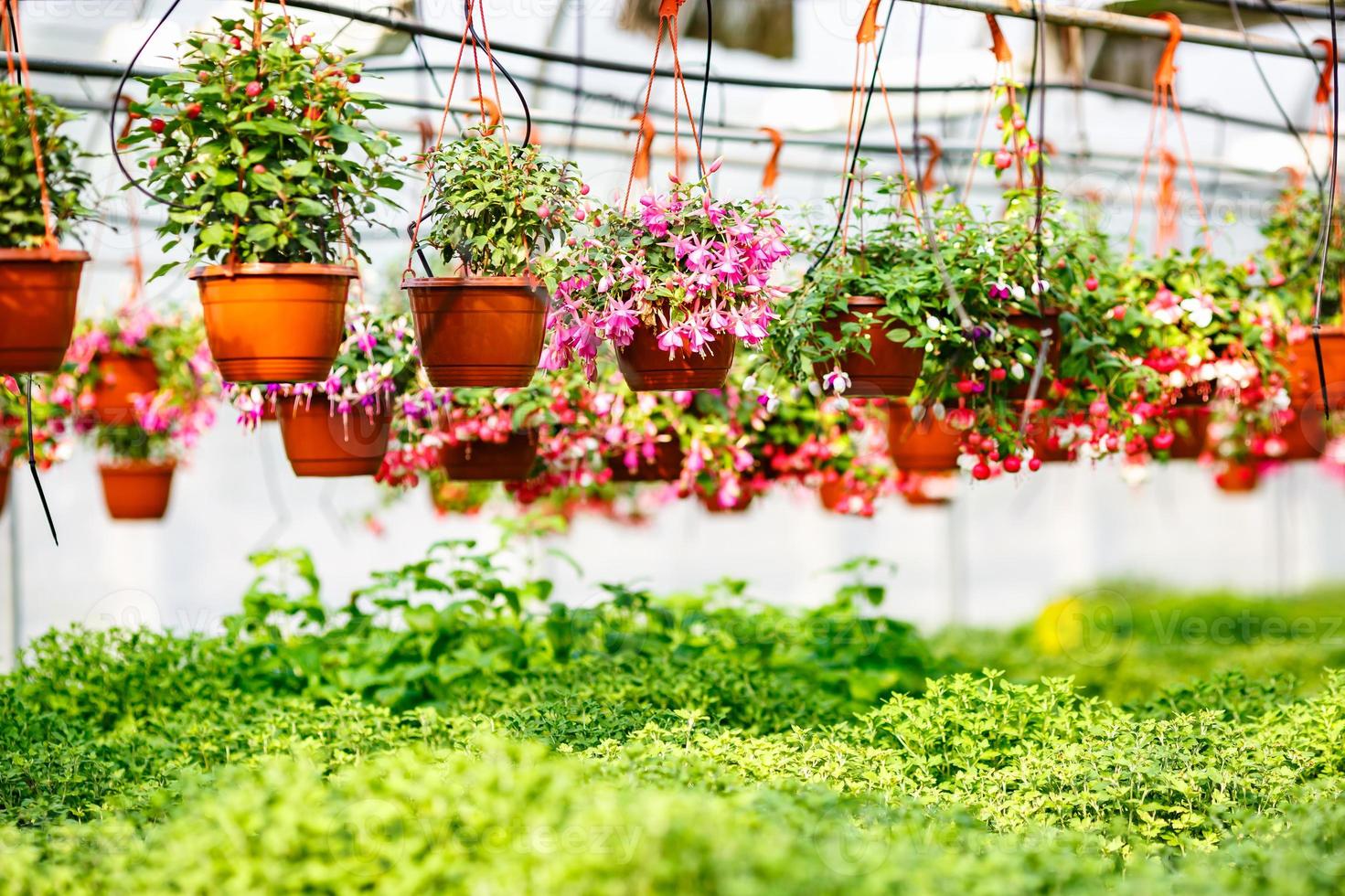 rows of young flowers in greenhouse with a lot of indoor plants on plantation photo