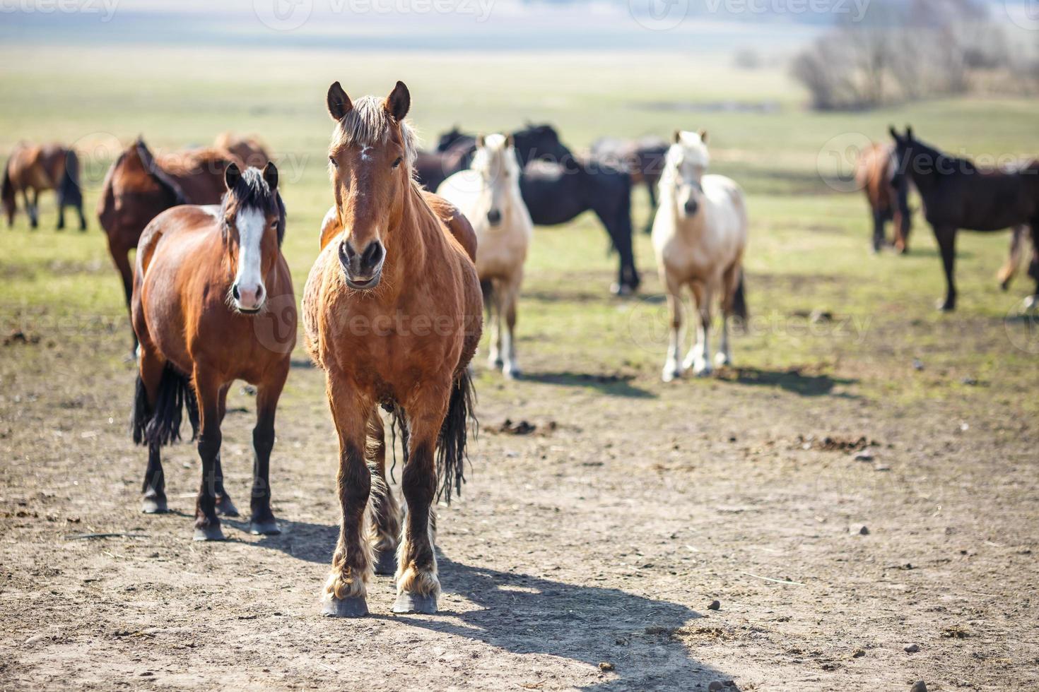 enorme manada de caballos en el campo. raza de caballo de tiro bielorruso. símbolo de libertad e independencia foto