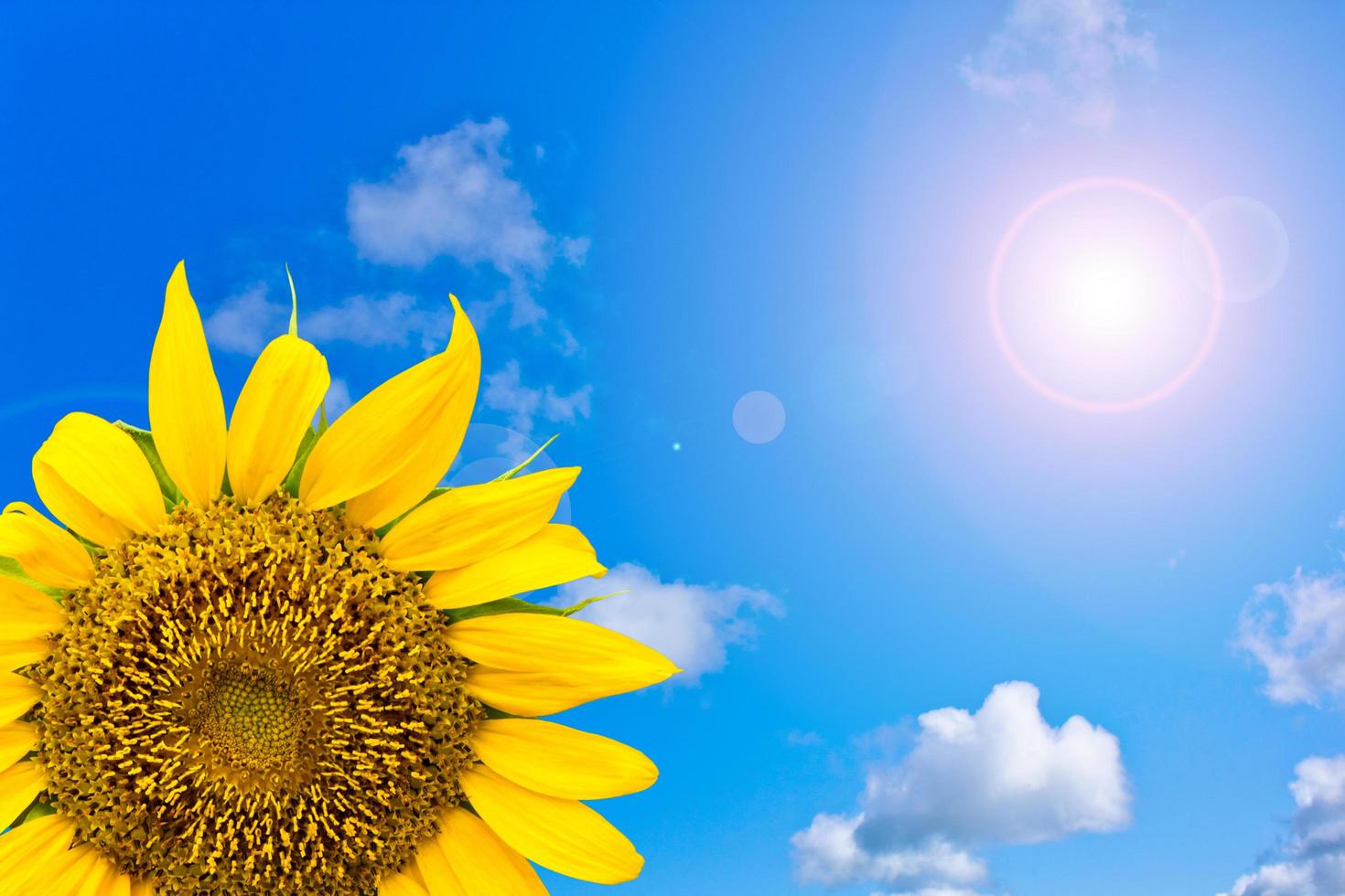 flor de sol en el cielo azul foto