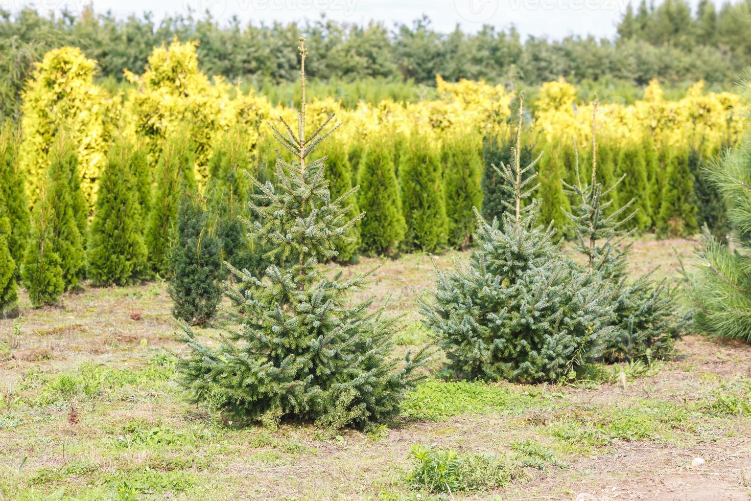 hileras de coníferas jóvenes en invernadero con muchas plantas en plantación foto