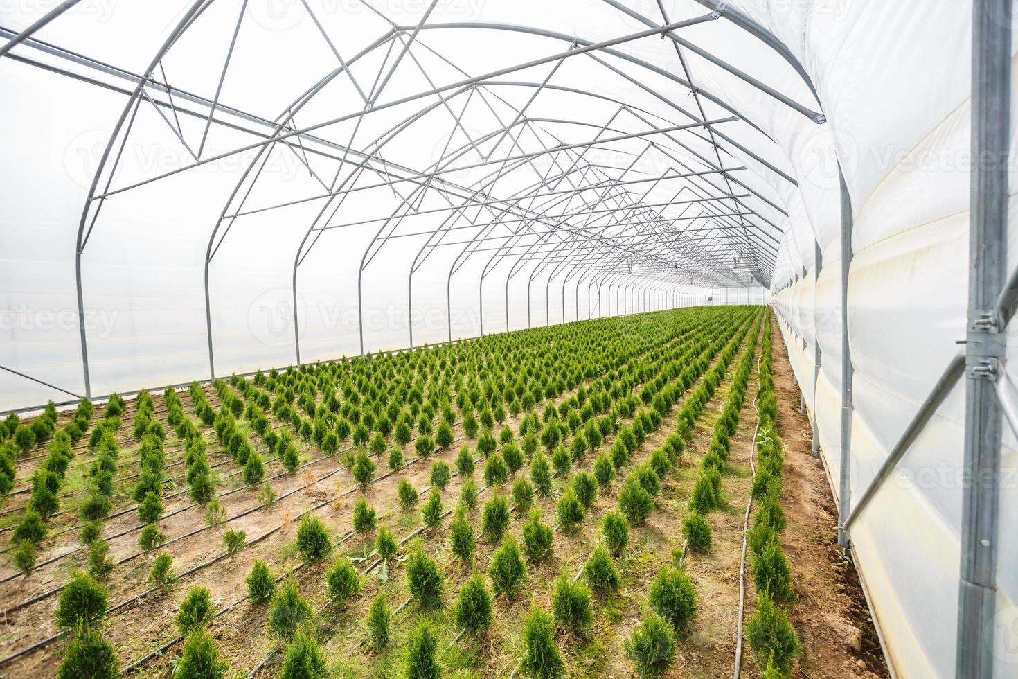 rows of young conifers in greenhouse with a lot of plants on plantation photo