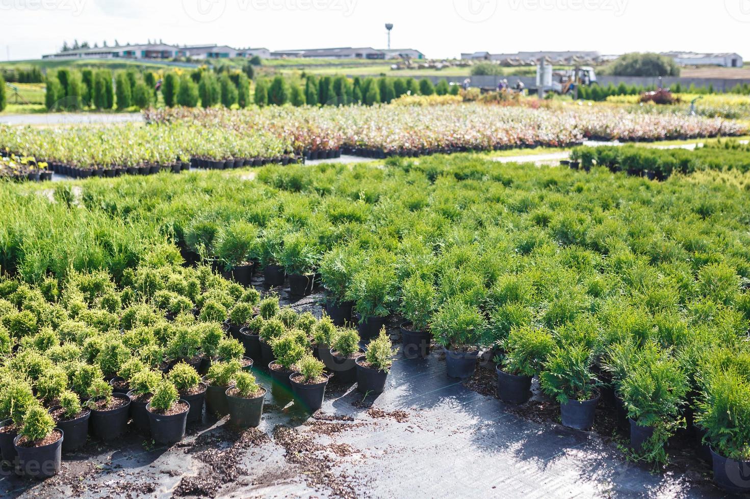 rows of young conifers in greenhouse with a lot of plants on plantation photo