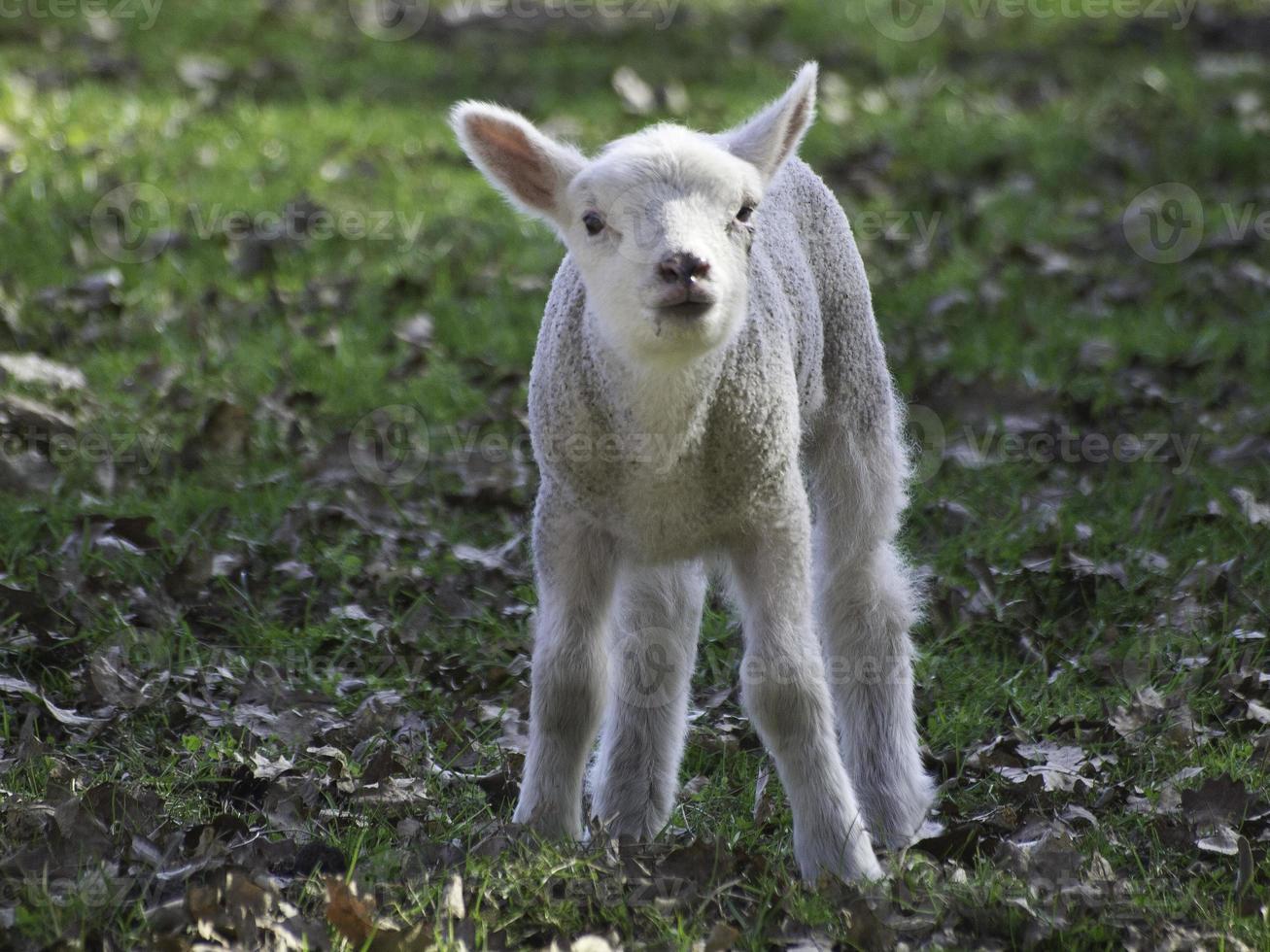 sheeps in westphalia photo