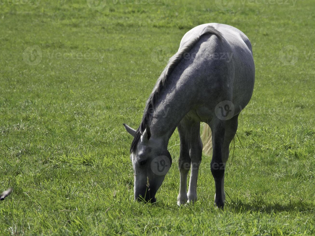 horses and foals photo