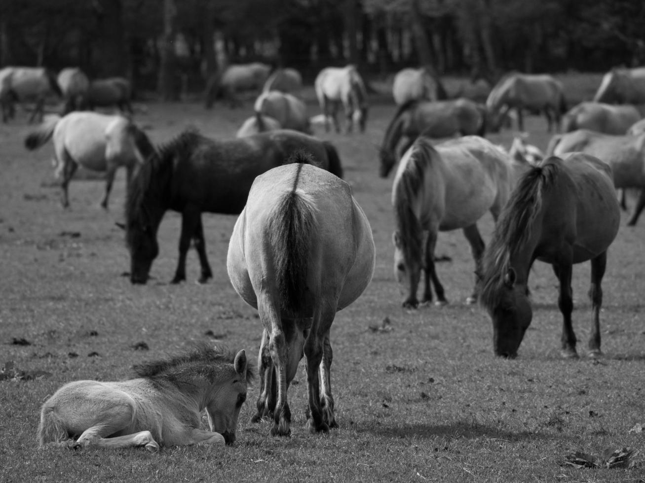 Farm Animals Black And White Stock Photos, Images and Backgrounds for Free Download