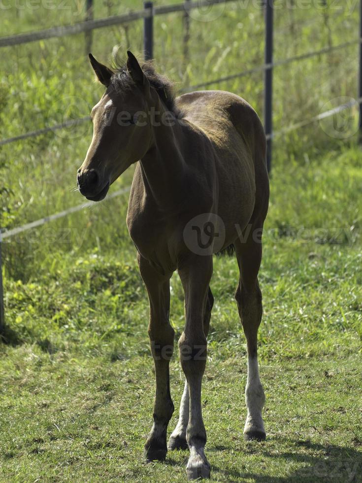 Horses in westphalia photo