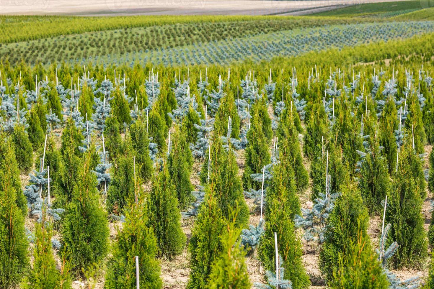 plantation of young conifers in greenhouse with a lot of plants photo