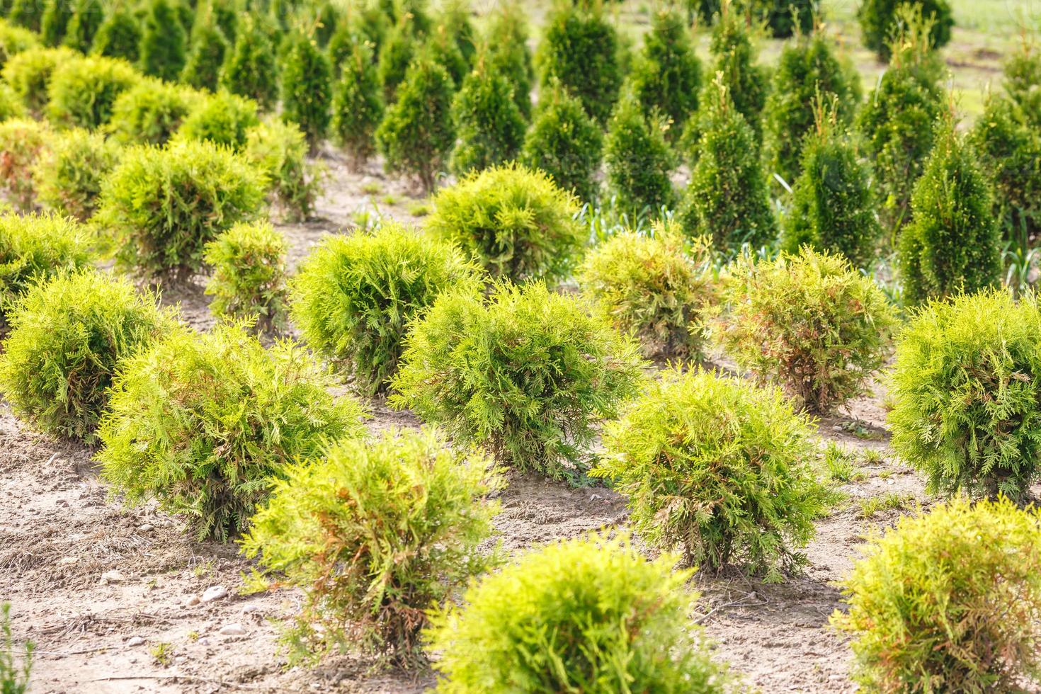 hileras de coníferas jóvenes en invernadero con muchas plantas en plantación foto