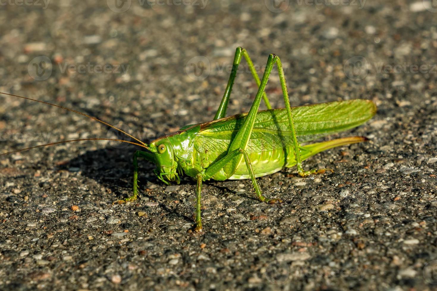 large green grasshopper sits on an asphalt road photo
