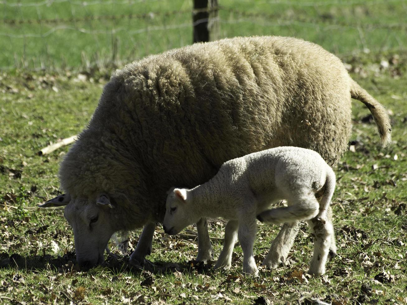 ovejas en un campo en westfalia foto