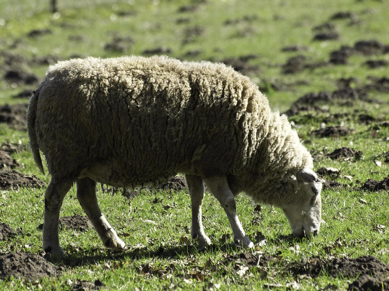 Sheeps on a field in westphalia photo