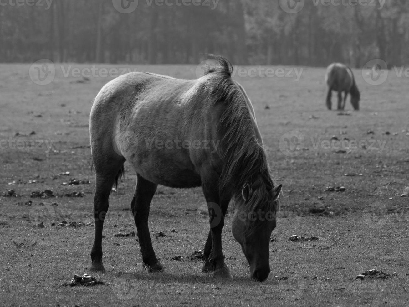 Wild horses in germany photo