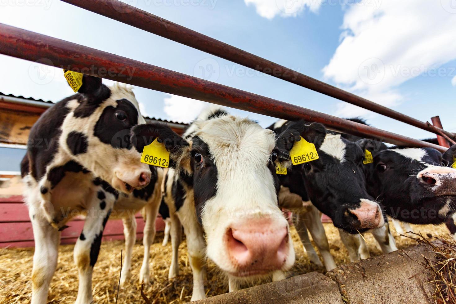 Livestock cow farm. Herd of black white cows are looking at the camera with interest. Breeding cows in free animal husbandry. Cowshed photo