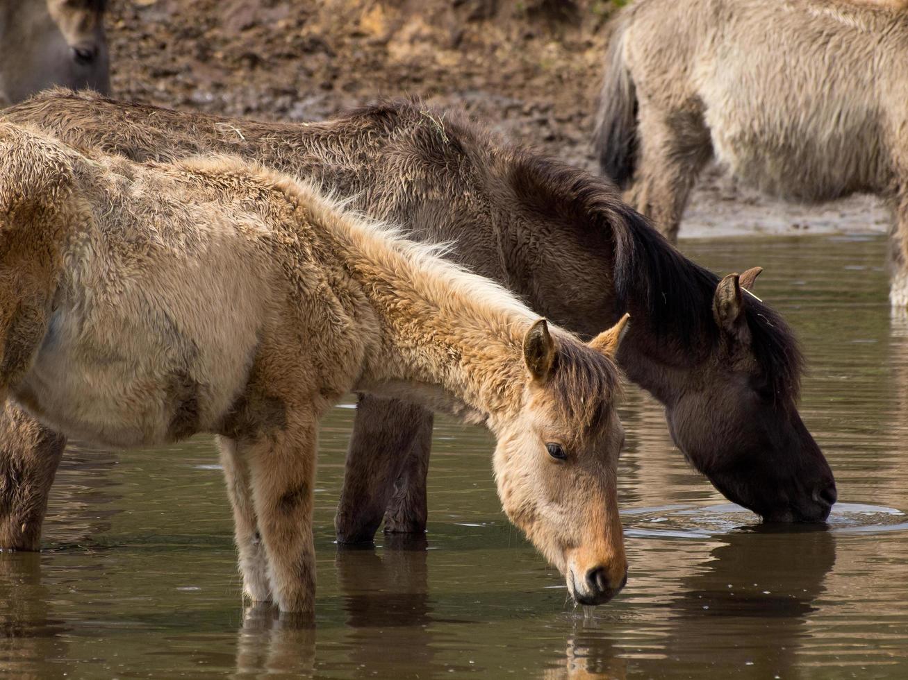 wid horses herd in germany photo