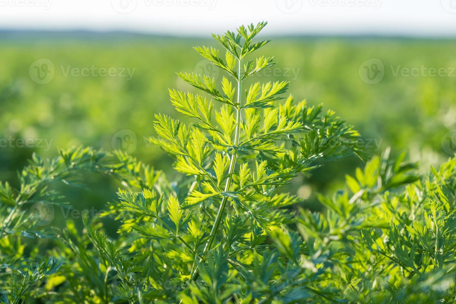 plantation of young carrots in greenhouse with a lot of plants photo