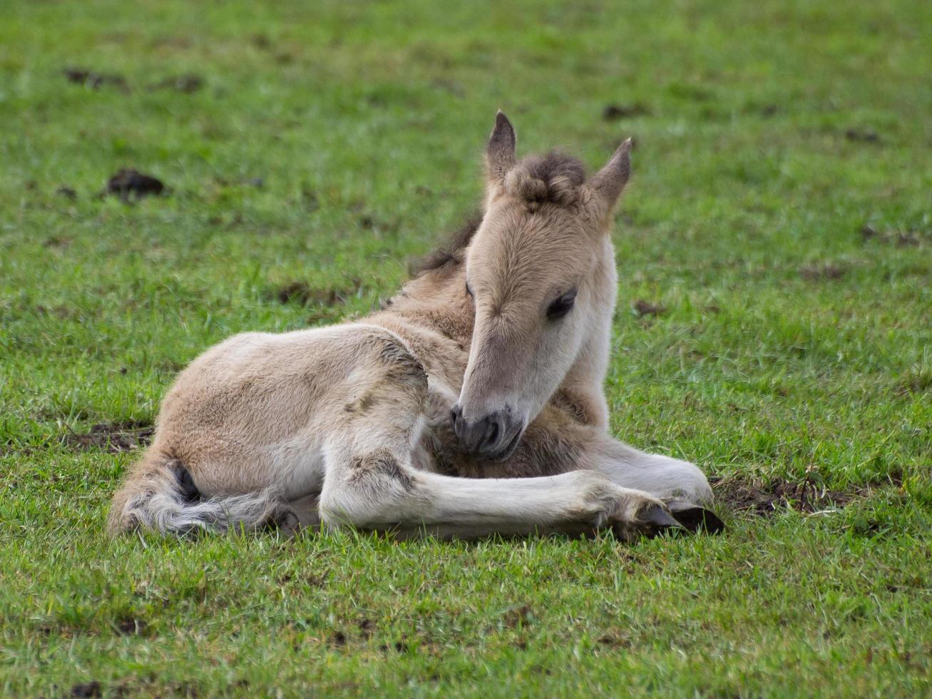 wid horses herd in germany photo