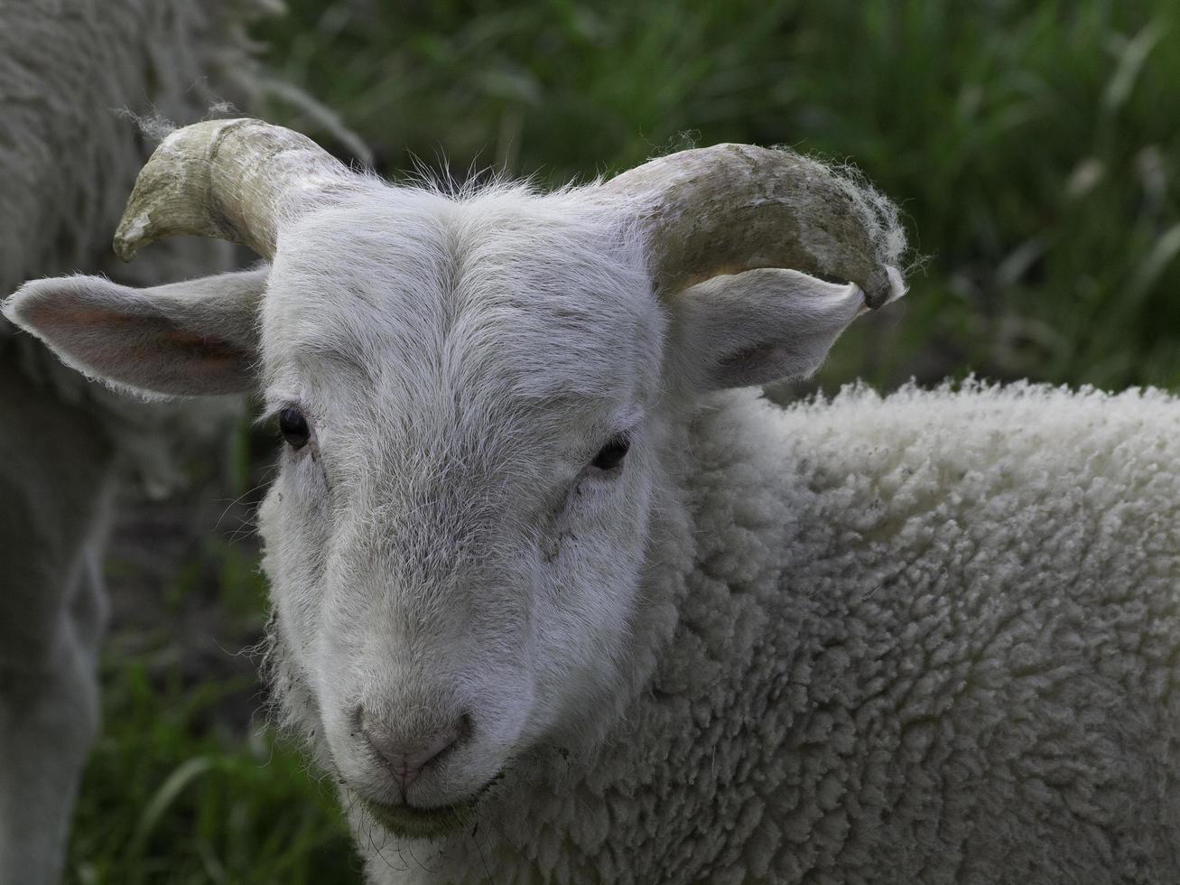 sheeps in the german muensterland photo