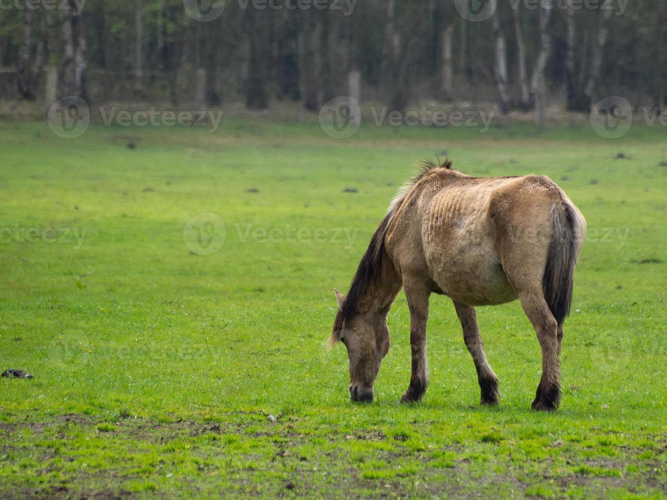 wild horses in the german muensterland photo