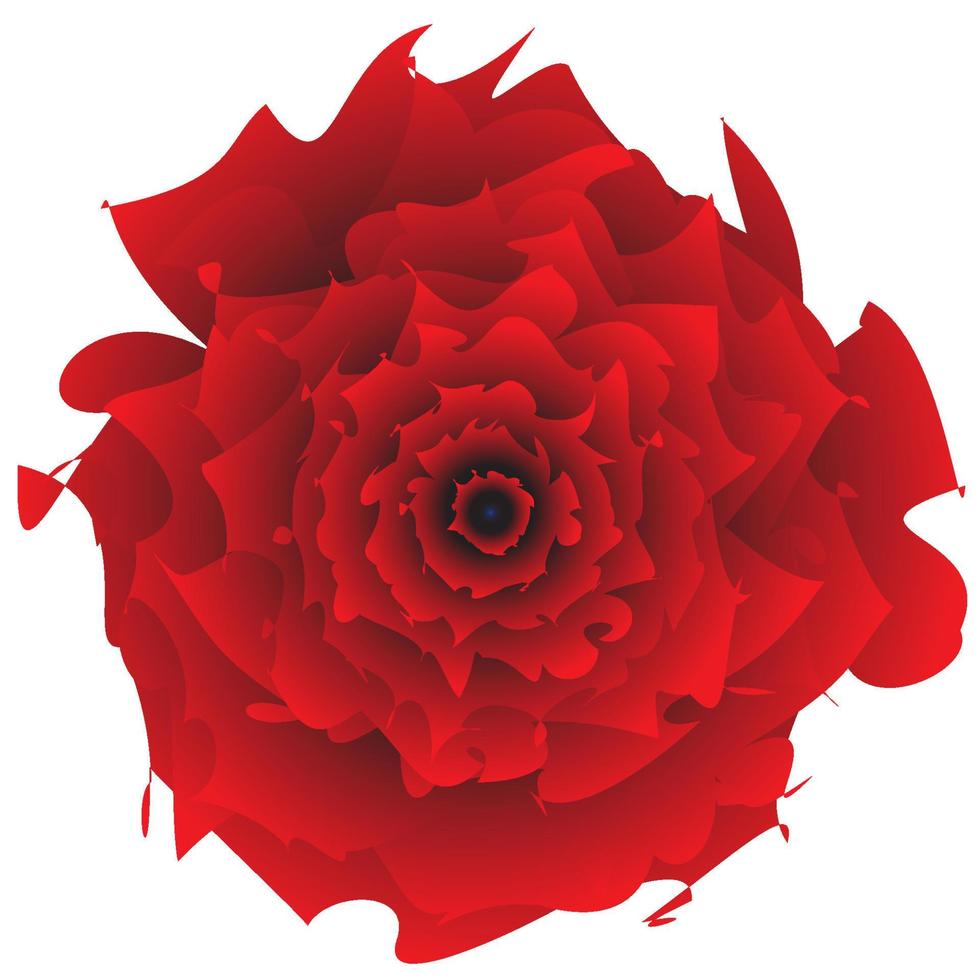 ilustración de una rosa roja floreciente sobre un fondo blanco vector