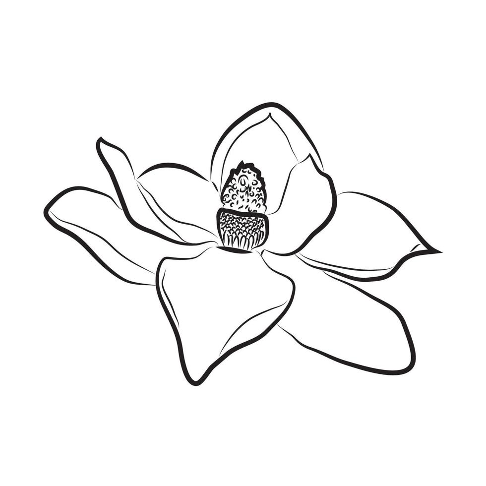 rose flower silhouette with black line and white background vector