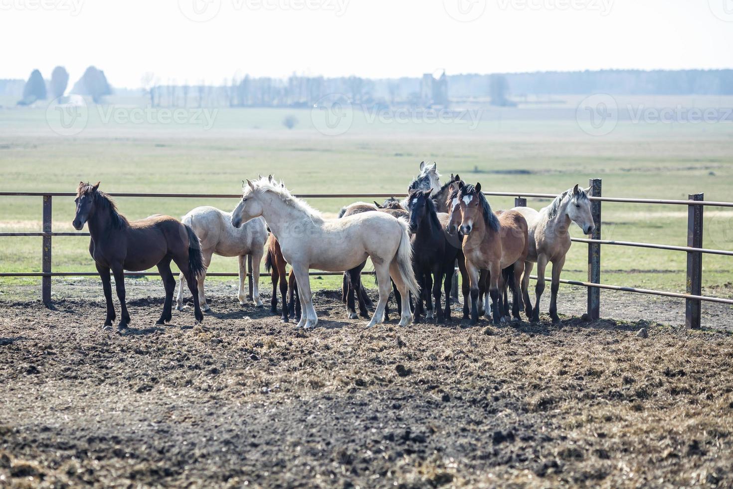 huge herd of horses in the field. Belarusian draft horse breed. symbol of freedom and independence photo