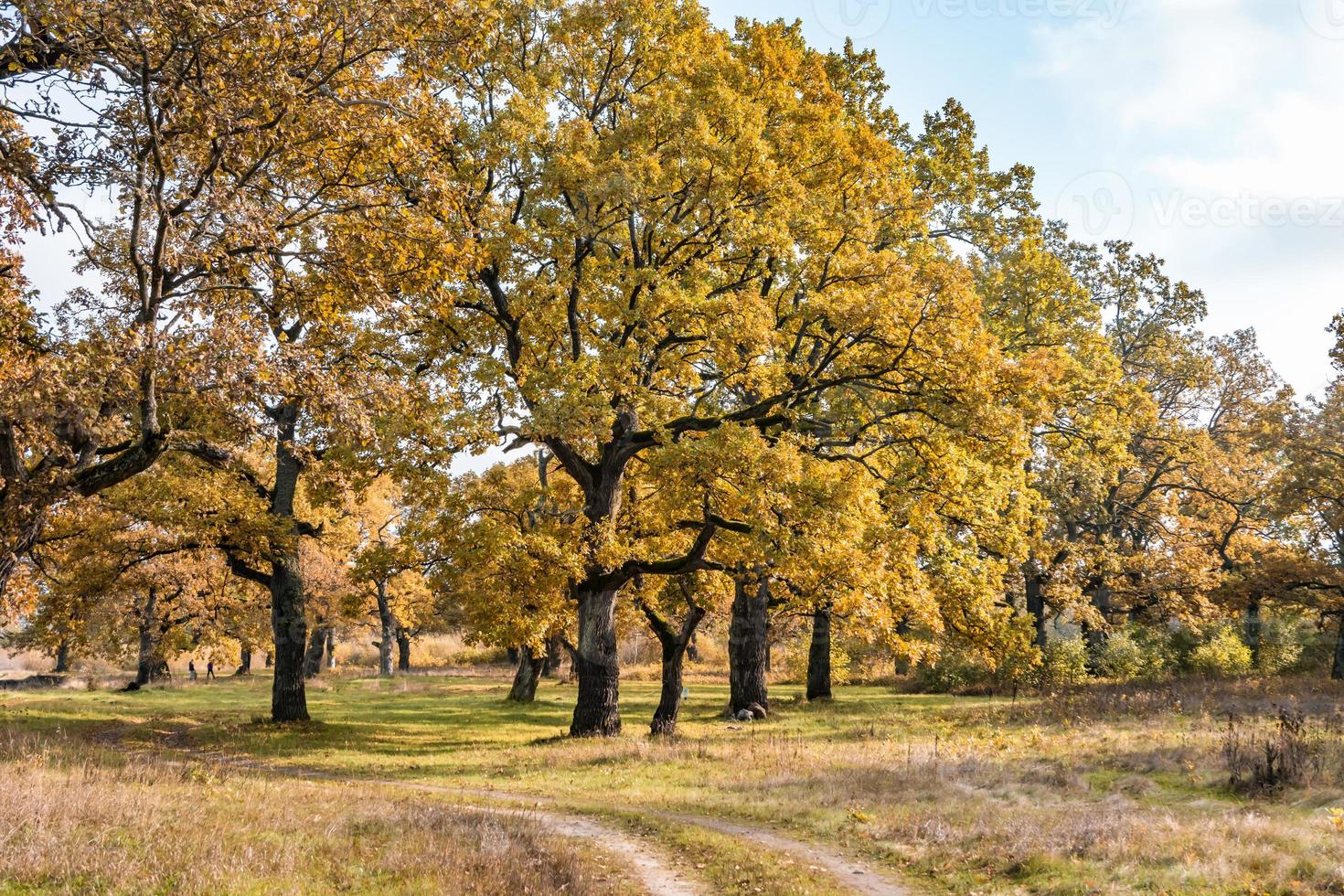 beautiful landscape in oak grove with clumsy branches near river in gold autumn photo