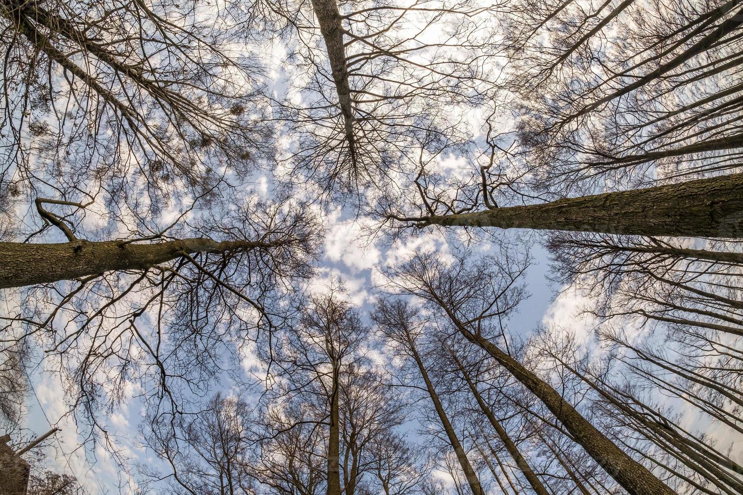 Tree tops against blue sky. bare tree branches photo