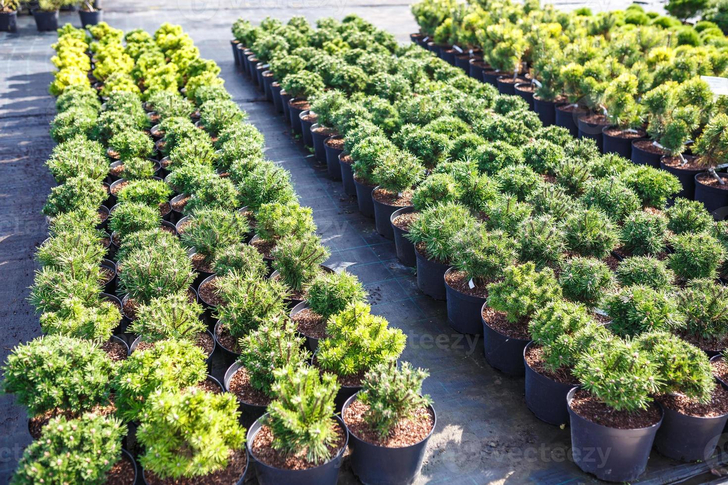 rows of young conifers in greenhouse with a lot of plants on plantation photo