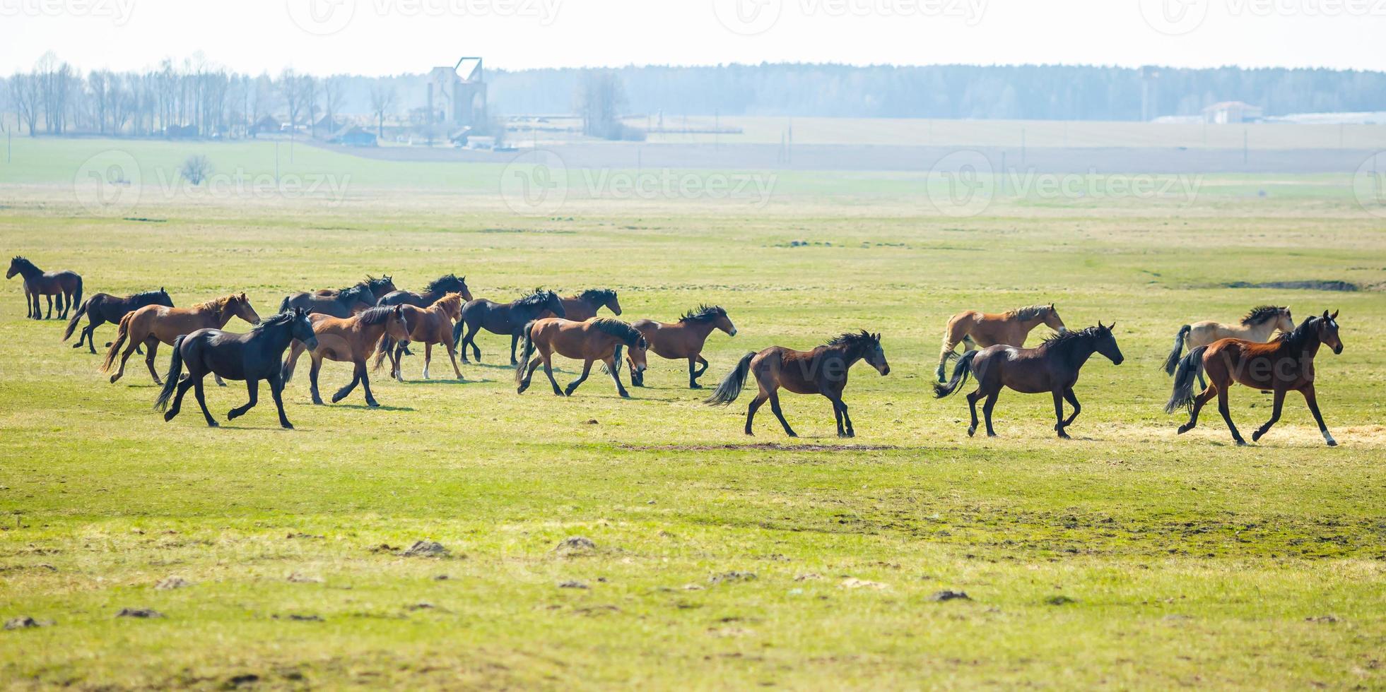 huge herd of horses in the field. Belarusian draft horse breed. symbol of freedom and independence photo