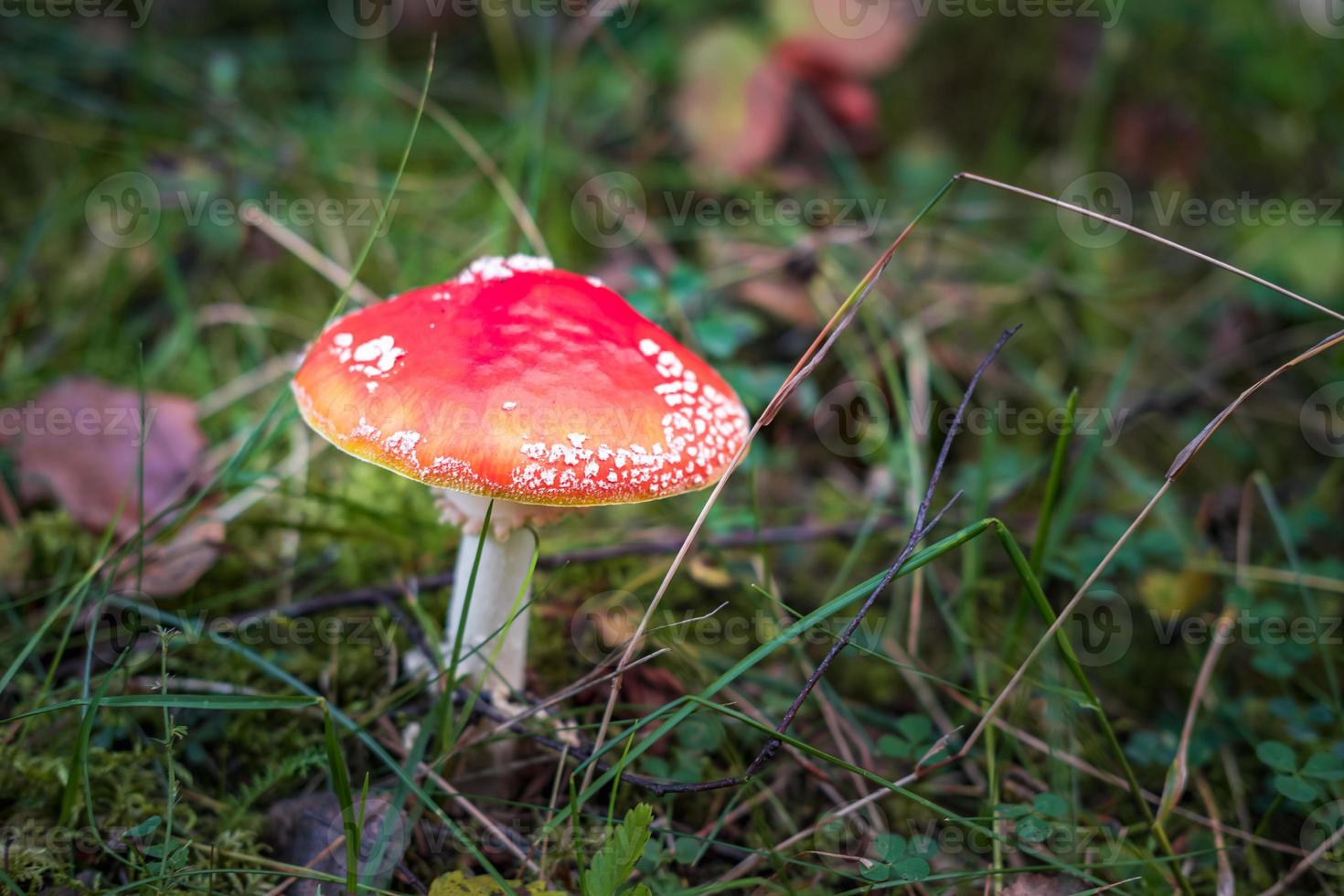 amanita muscari. tóxico y alucinógeno hermoso hongo de cabeza roja agárico de mosca en hierba sobre fondo de bosque de otoño. fuente de la droga psicoactiva muscarina foto