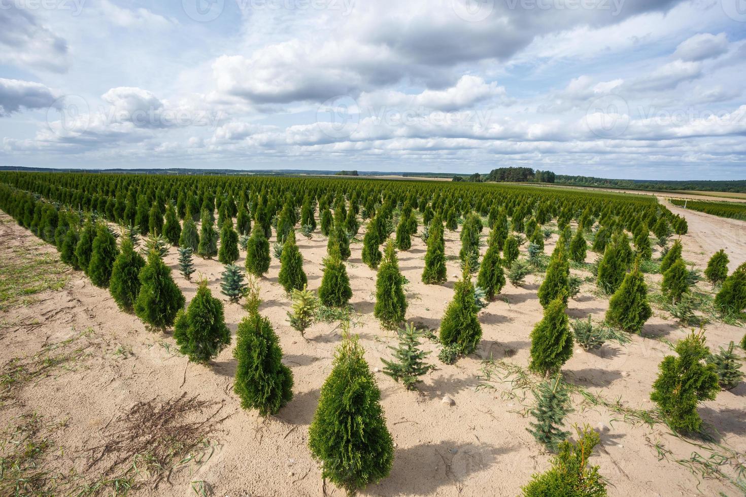 plantation of young conifers in greenhouse with a lot of plants photo