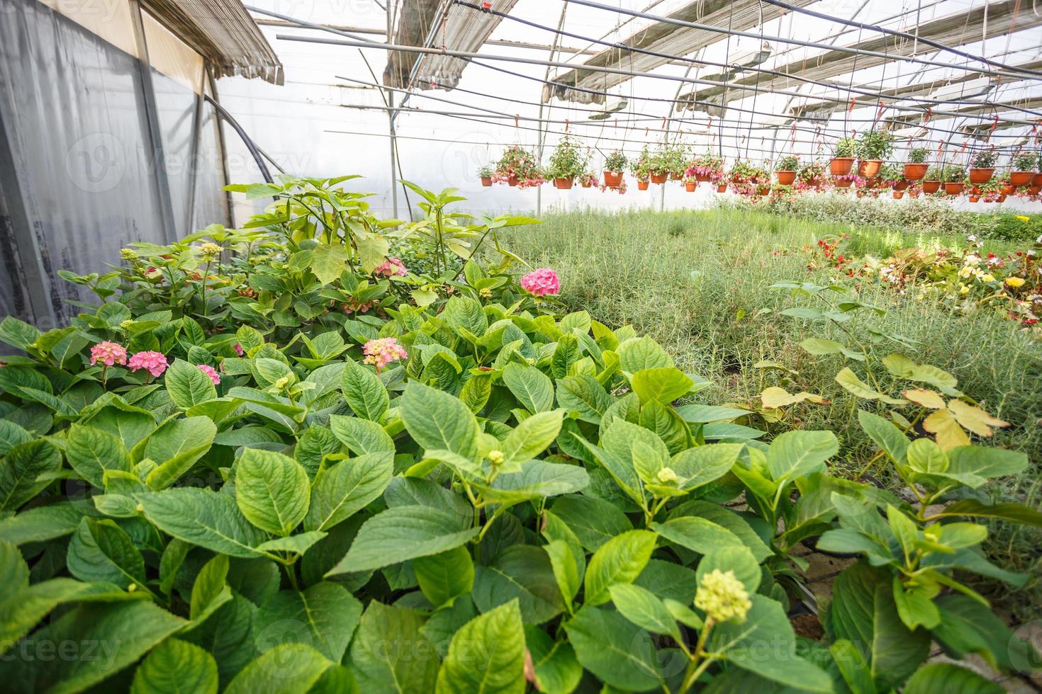 rows of young flowers in greenhouse with a lot of indoor plants on plantation photo