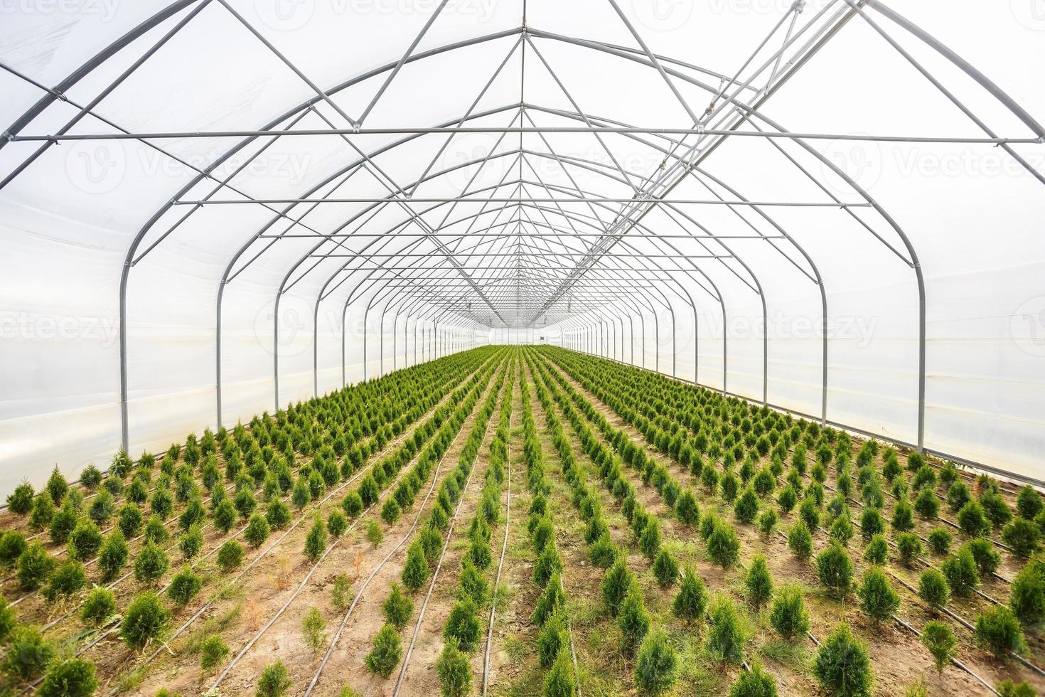 rows of young conifers in greenhouse with a lot of plants on plantation photo