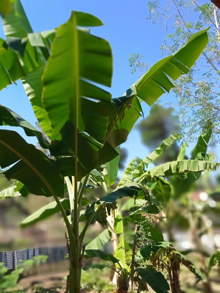 banana tree with leaves photo