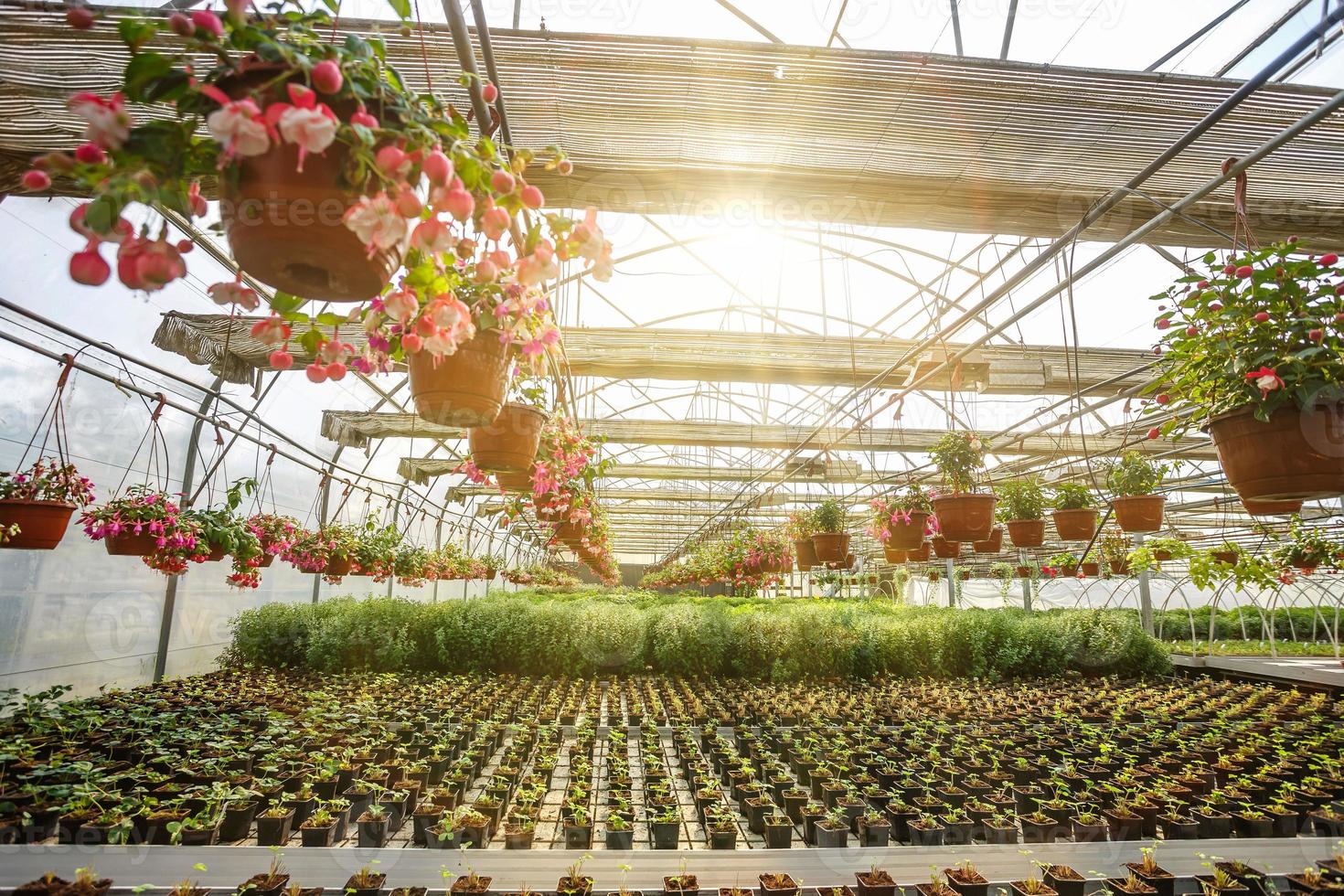 hileras de flores jóvenes en invernadero con muchas plantas de interior en la plantación foto