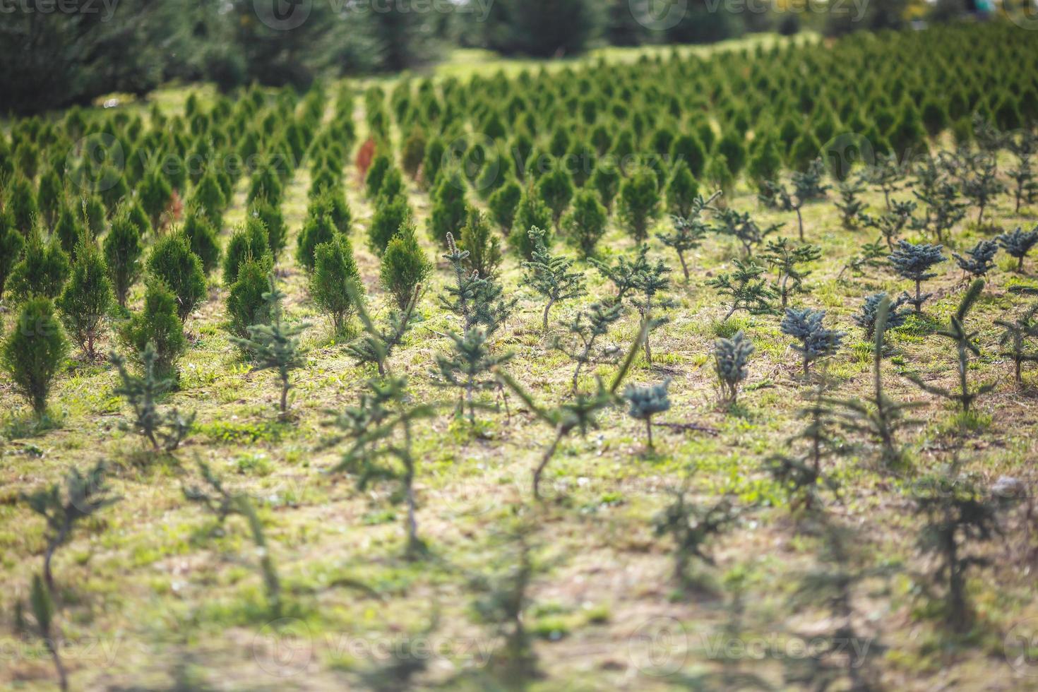 rows of young conifers in greenhouse with a lot of plants on plantation photo