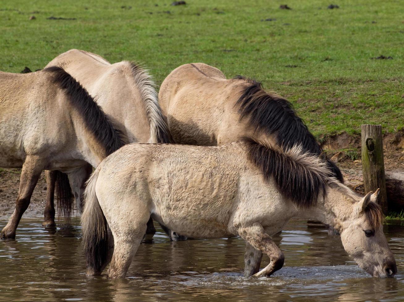 wid horses herd in germany photo